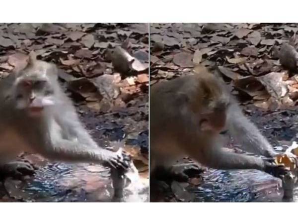 Video seekor monyet menggunakan tangan dan helaian daun kering untuk menutup paip bocor jadi tular. - Foto AGENSI