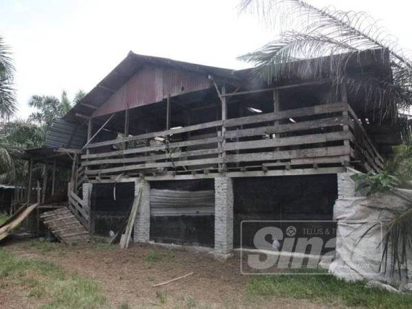 Kandang kambing di Rancangan Tanah Belia (RTB) Bukit Changgang, Banting diceroboh sekumpulan penjenayah bertopeng tengah malam semalam.