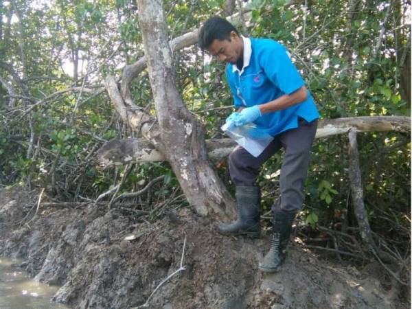 Petugas Jabatan Perikanan Johor ketika mengambil sampel siput berkenaan.