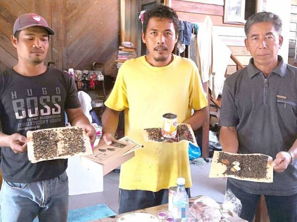 Asron (tengah) bersama penduduk kampung menunjukkan lalat yang menyerang kawasan kampung mereka sejak empat tahun lalu.