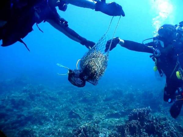 Tapak sulaiman mahkota berduri (Crown of Thorns Starfish–COTS) atau nama saintifiknya 'Acanthaster planci' dikutip bagi mengelak dari merosakkan terumbu karang. - Foto:D&O Scuba Diver