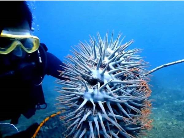 Antara tapak sulaiman yang berjaya dikutip. - Foto:D&O Scuba Diver