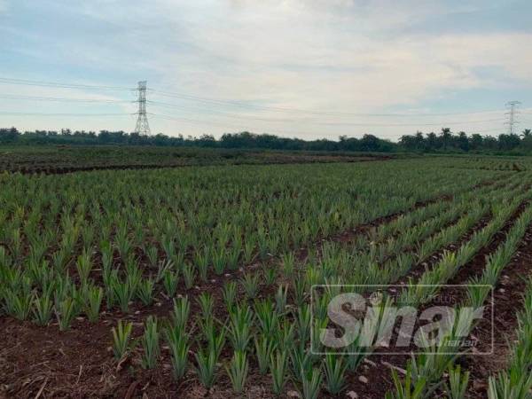 Kaedah penanaman nanas MD2.