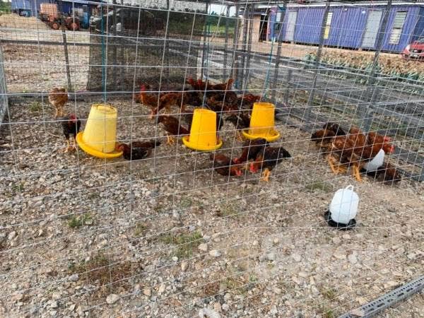 Produk ayam kampung merupakan inovasi hiliran nanas di Ladang Nanas Aqina.