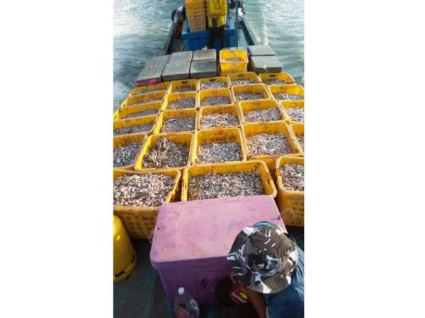 2,800 kg ikan baja turut dirampas.