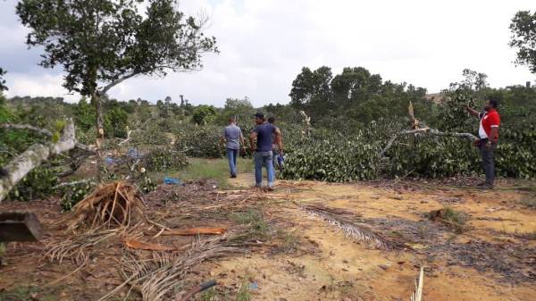 Peserta TKPM Muadzam Shah kini buntu memikirkan nasib mereka selepas pendapatan terjejas akibat kemusnahan pokok nangka yang diusahakan.