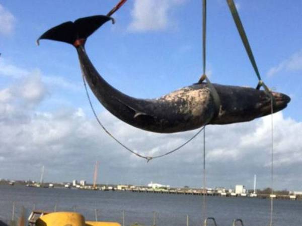 Jurucakap Pelabuhan London mengesahkan bangkai ikan paus itu dilihat di sungai di Denton berhampiran Gravesend pada pagi semalam, sebelum ia ditarik oleh pihak berkuasa.- -Foto Agensi