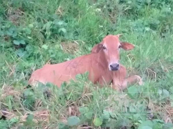 Lembu yang dilanggar patah kaki dan pemiliknya sehingga ke hari ini tidak tampil untuk menuntut lembu berkenaan.