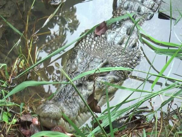 Buaya tembaga dinamakan Mamat ini dilihat jinak dan tidak mengancam keselamatan.