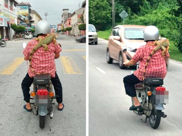 Iguana ronda-ronda Ipoh tular di media sosial.