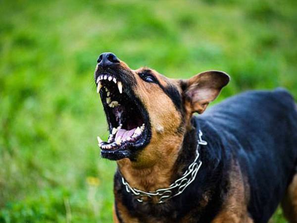 Kanak-kaak itu telah dibawa ke hospital selepas diserang oleh anjingnya. Gambar hiasan