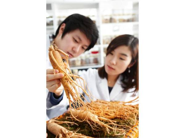 TEKNOLOGI Bio-Conversion pada awal tahun 2000 membolehkan pengambilan sebatian saponin yang cukup ‘rare’ pada akar ginseng kerana memiliki kadar kepekatan tinggi.
