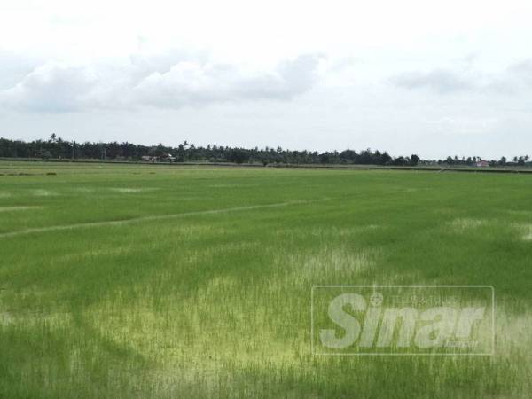 Golongan pesawah berharap kerajaan negeri memberi khabar gembira dalam Belanjawan Selangor 2020.