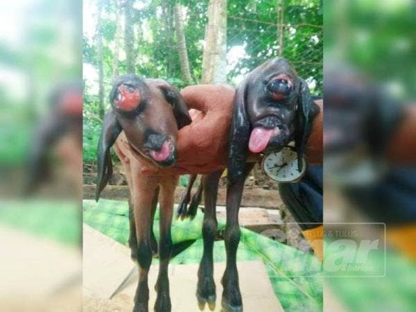 Dua anak kambing jantan bermata satu sempat hidup 5 minit sahaja.