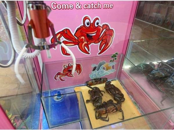 Gambar yang diambil pada 23 Oktober menunjukkan ketam berada dalam mesin dan menerima kecaman netizen.