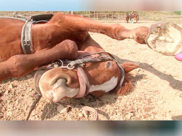 Lakonan dramatik Jingang mencuit hati warganet. - Foto Frasisco Zalasar