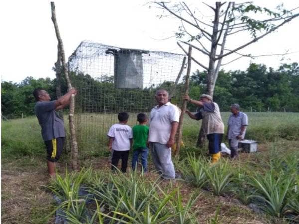 Penduduk bergotong-royong memasang perangkap bagi mengatasi ancaman haiwan perosak.