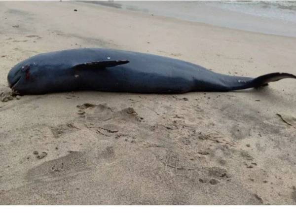 Bangkai ikan lumba-lumba itu ditemui oleh seorang nelayan tempatan di Pantai Sungai Miri, Khamis lepas.