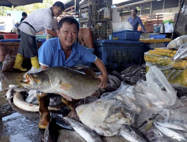 Peniaga Ah Guan, 47, bersama ikan siakap seberat lapan kilogram ketika tinjauan di Pasar Awam Nelayan.- Foto Bernama
