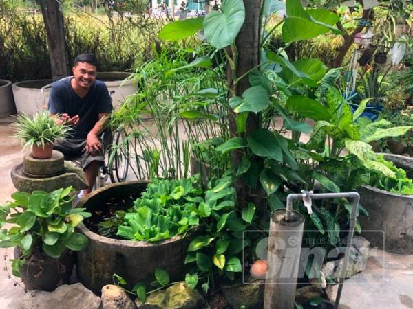 Bercita-cita mahu menyertai pertandingan ikan laga peringkat antarabangsa apabila bersedia nanti.