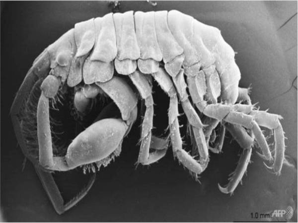 Makhluk kecil sepanjang 3 hingga 5 sentimeter itu adalah daripada spesies gammaridea dan keupayaannya untuk hidup dalam persekitaran pelbagai dan berbeza.