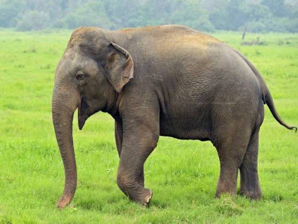 Foto Gambar Gajah 
