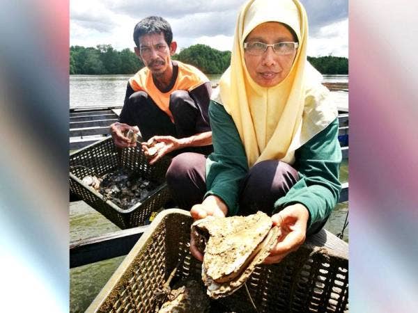 Antara tiram yang terjejas disyaki akibat pencemaran.