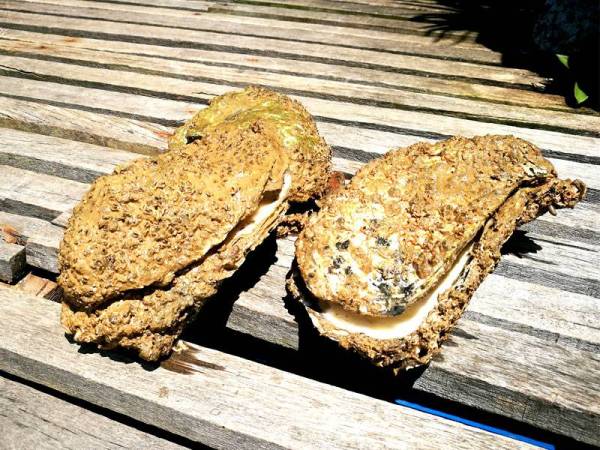 Keadaan cengkerang terbuka adalah petanda tiram sudah mati.