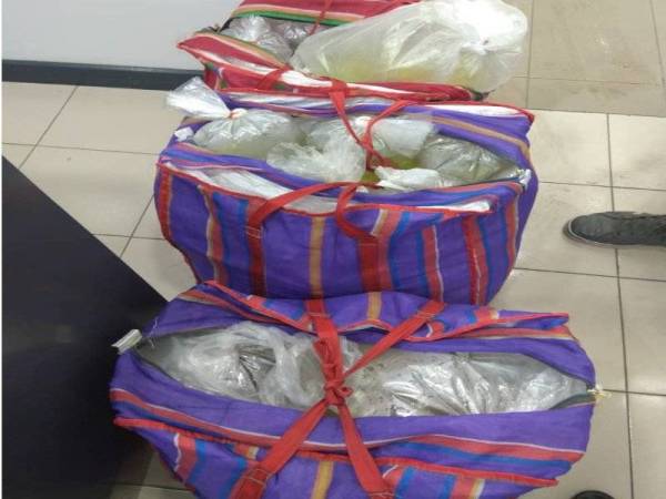 Maqis merampas 148 ikan hiasan pelbagai jenis di laluan bas Kompleks ICQS Bukit Kayu Hitam di sini Khamis lalu.