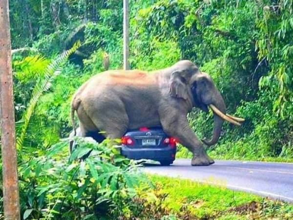 Seekor gajah liar tiba-tiba muncul dengan aksi mendebarkan bagi menyambut kedatangan pengunjung di Taman Negara Khao Yai di Bangkok, Thailand beberapa hari lalu.-Foto Facebook