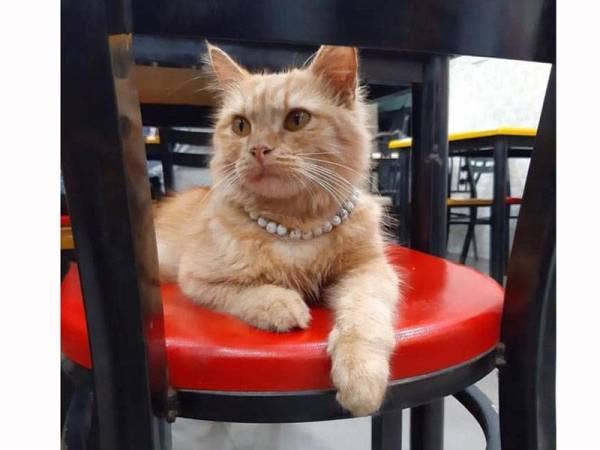 Difahamkan, kucing ini dipelihara sementara oleh Maheswary Kandasamy.