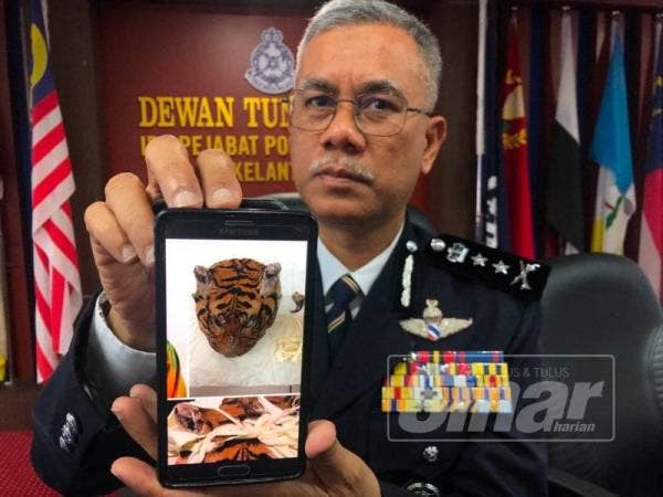 Hasanuddin menunjukkan gambar kulit kepala harimau belang yang dirampas daripada suspek.