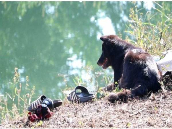 Mhee setia menunggu tuannya yang terjatuh dalam sungai dan lemas.