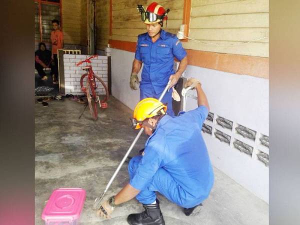 APM menangkap ular tedung menggunakan peralatan khas di stor sebuah rumah di Kampung Bukit Cherakah semalam.
