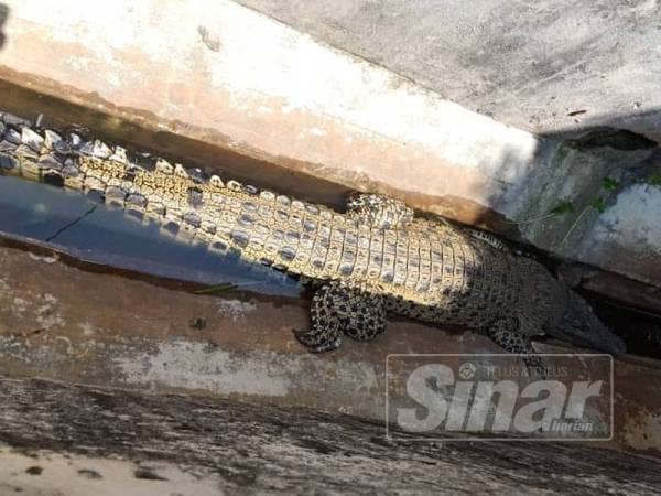 Buaya seberat 60 kilogram yang tersesat di longkang Jalan Seri Gadong, Pulau Gadong di sini hari ini.