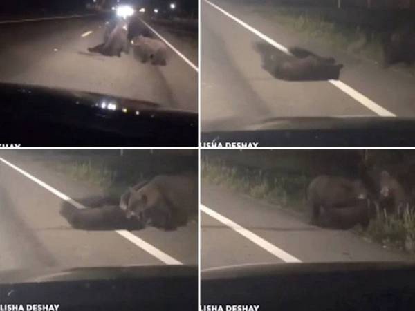 Tiga ekor beruang bergilir menarik anak beruang yang dilanggar kenderaan di West Main Street ke tepi jalan raya. 