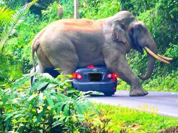 Seekor gajah dirakam cuba untuk duduk di atas kereta pengunjung di Taman Negara Khao Yai, Thailand. - Foto Facebook Phassakorn Niltarach