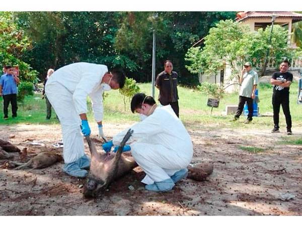 Weng Kian (kanan) sedang megambil darah bagi melakulan ujian DNA di makmal Ibu pejabat Jabatan Perhilitan, Cheras, Kuala Lumpur.