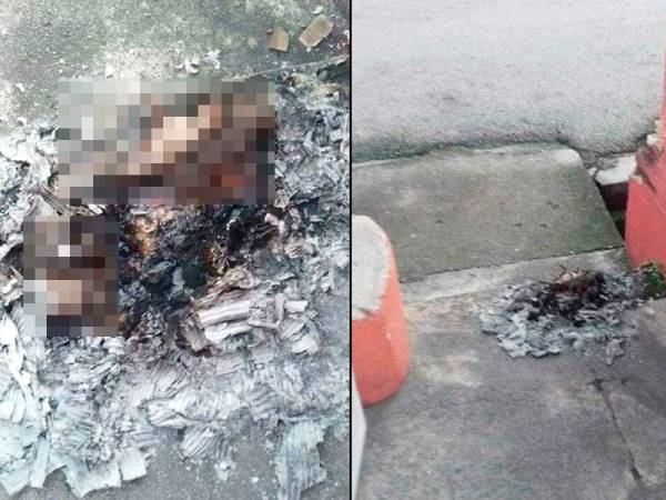 Gambar yang memaparkan beberapa ekor anak kucing dibakar dengan kejam.