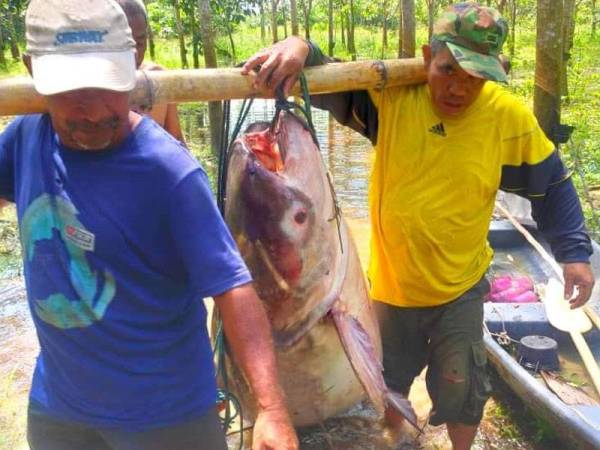 Ikan patin buah seberat 150kg yang berjaya ditangkap Azahar dan rakan-rakan. - Foto ihsan pembaca