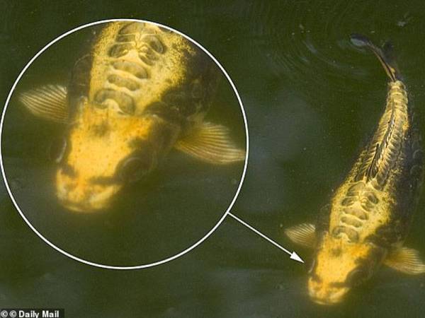 Ikan dipercayai miliki wajah manusia tular di laman sosial.