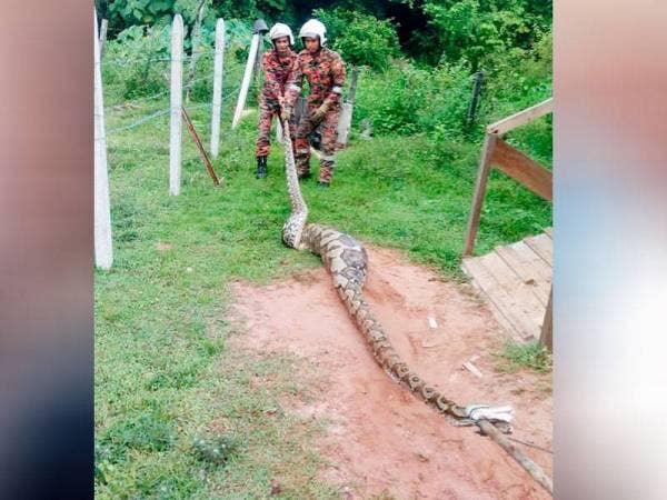 Anggota bomba berjaya menangkap seekor ular sawa seberat 80 kilogram.