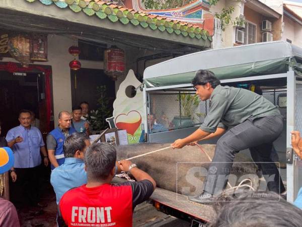 Kerbau yang naik minyak hingga mencederakan dua anggota bomba.
