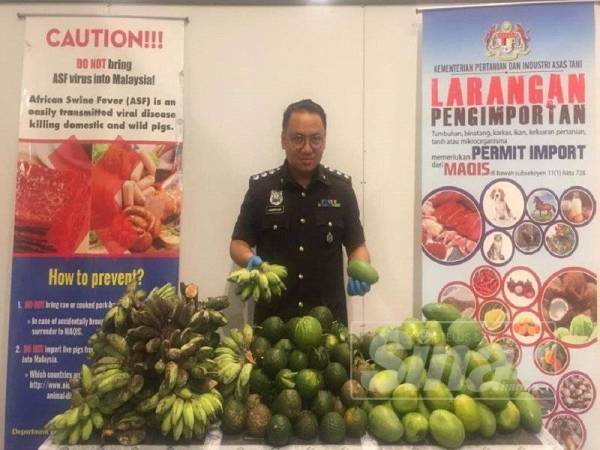 Maqis dengan kerjasama Kastam berjaya mematahkan cubaan membawa masuk tiga jenis buahan dari Myanmar tanpa sebarang dokumen sah di KLIA2 Sepang semalam.