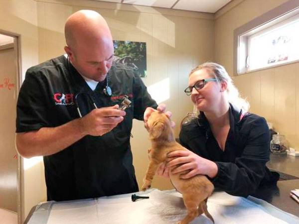 Kakitangan di pusat penjagaan haiwan memeriksa keadaan Narwhal.