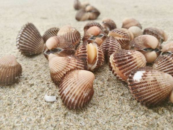Kerang bulu lebih sedap dan rasanya lebih manis berbanding kerang biasa.