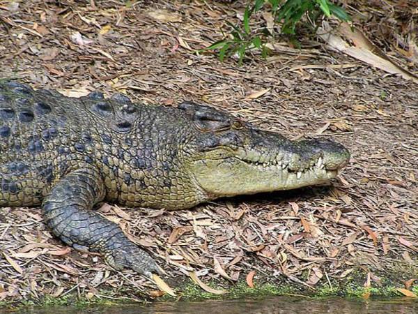 Buaya yang dikatakan menyerang Haina.