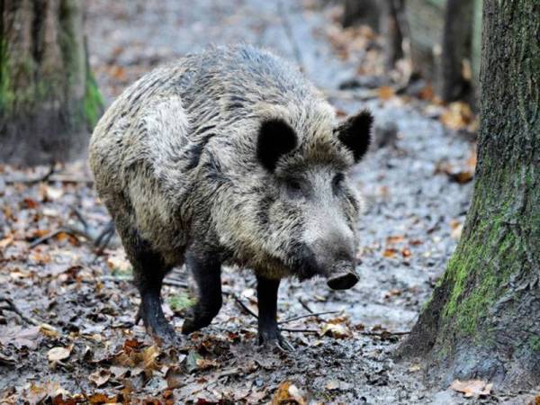 Sekumpulan babi hutan memusnahkan bungkusan dadah bernilai £17,000 (RM91,000) yang disembunyikan di sebuah hutan di Tuscany.