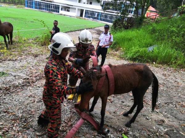 Kuda betina berjaya dikeluarkan dalam keadaan selamat oleh pasukan penyelamat. - Foto BBP Rawang