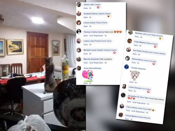 Tangkapan layar video yang menunjukkan aksi seekor kucing meniru gaya nenek yang sedang membasuh pinggan. Gambar kecil: Antara reaksi netizen terhibur dengan aksi dan kelakukan kucingnya yang dianggap sungguh comel dan melucukan.